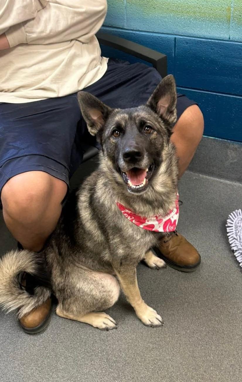 Sprouse - staff favorite , a ADOPTABLE mixed breed in Amherst, VA image 2/5
