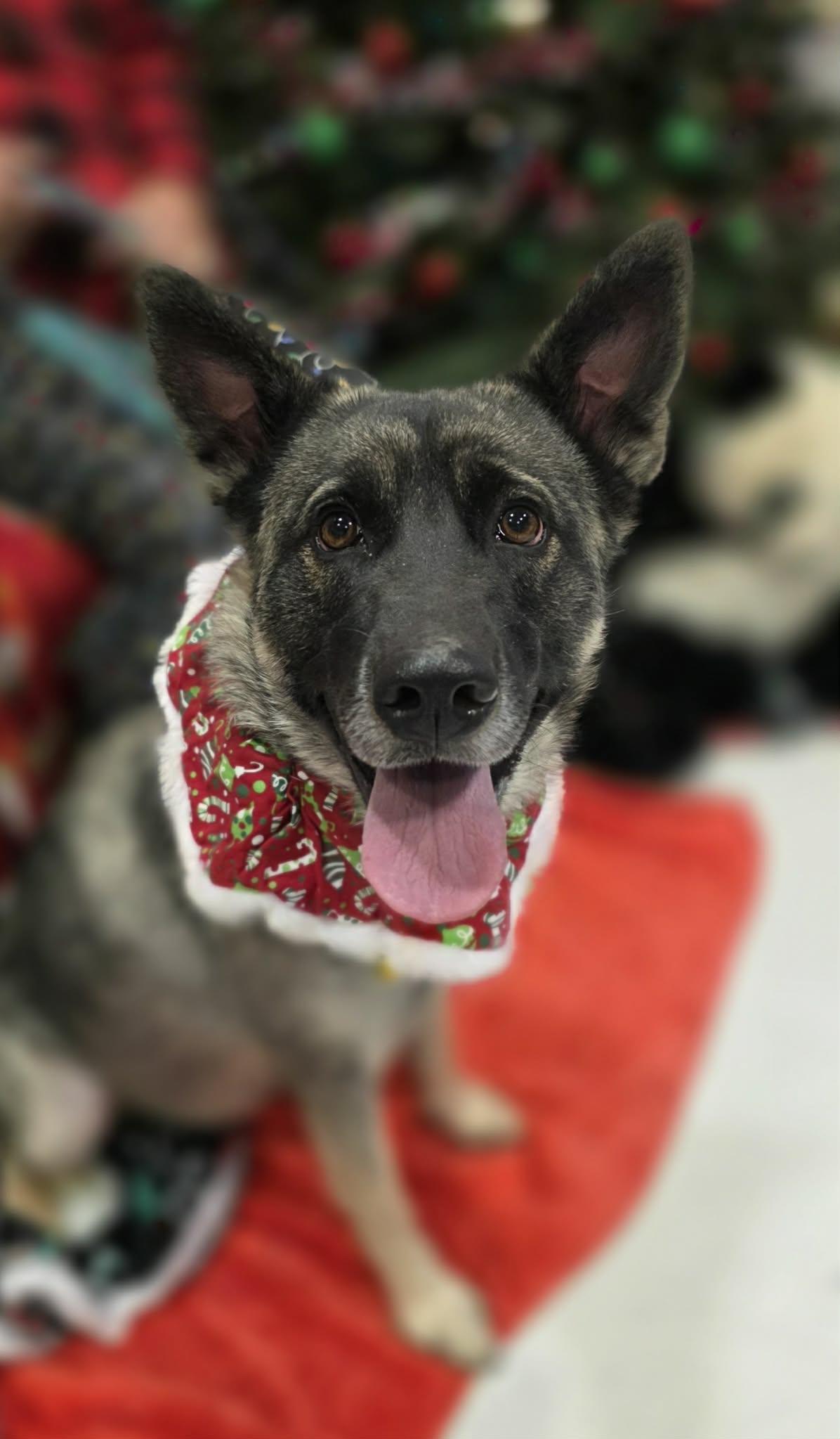 Sprouse - staff favorite , a ADOPTABLE mixed breed in Amherst, VA image 5/5