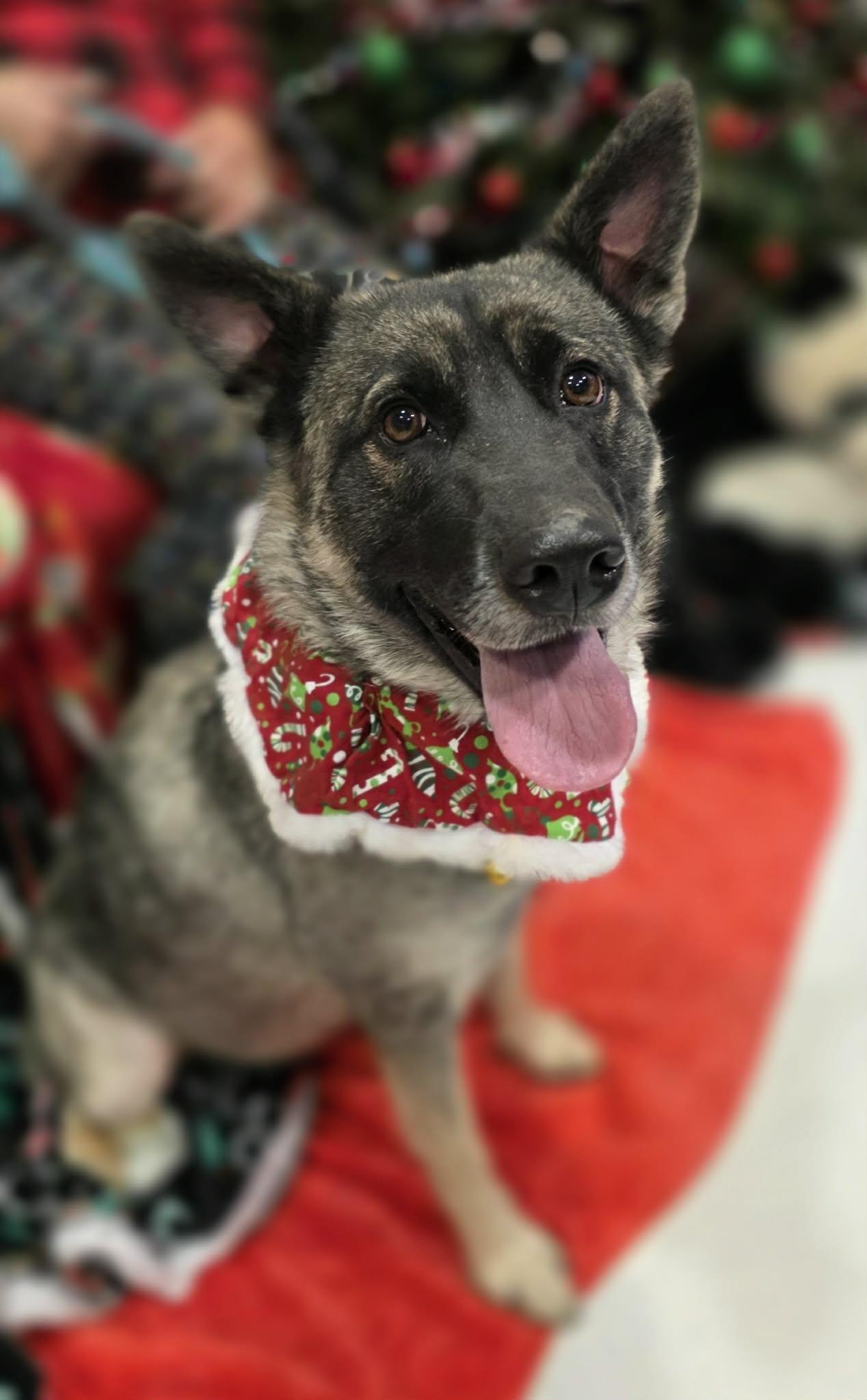 Sprouse - staff favorite , a ADOPTABLE mixed breed in Amherst, VA image 4/5