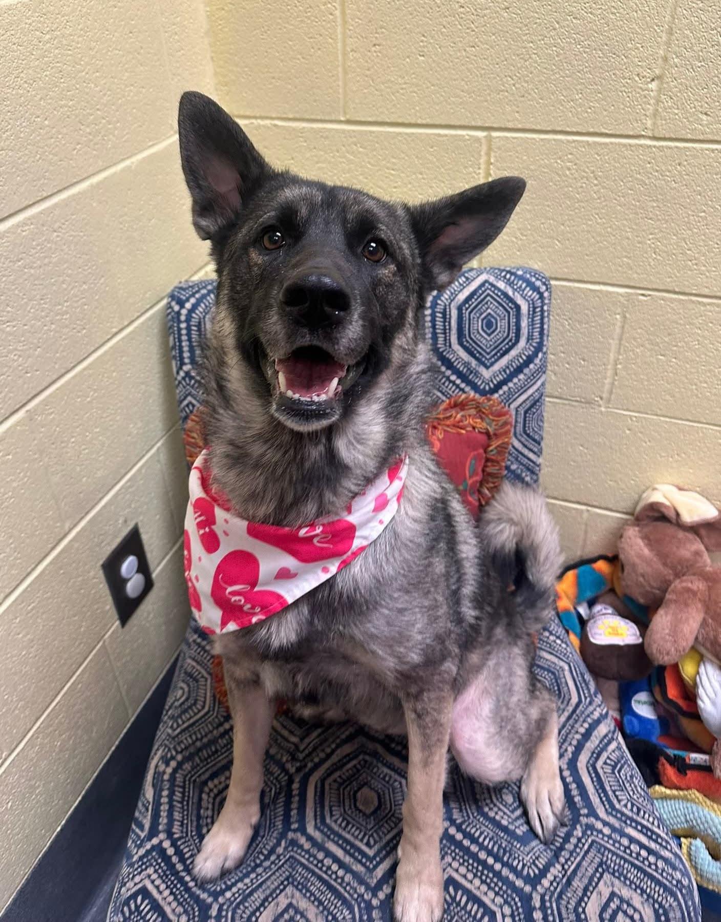 Sprouse - staff favorite , a ADOPTABLE mixed breed in Amherst, VA image 1/5