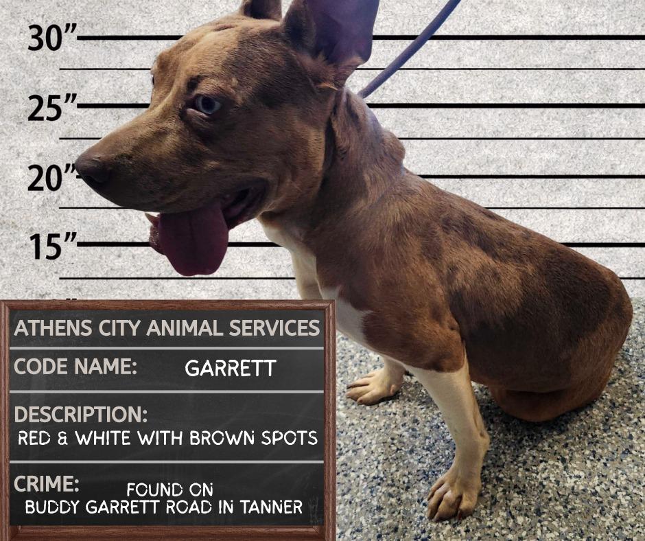 Enlarge GARRETT, a Adoptable mixed breed in Athens, AL image 1/1