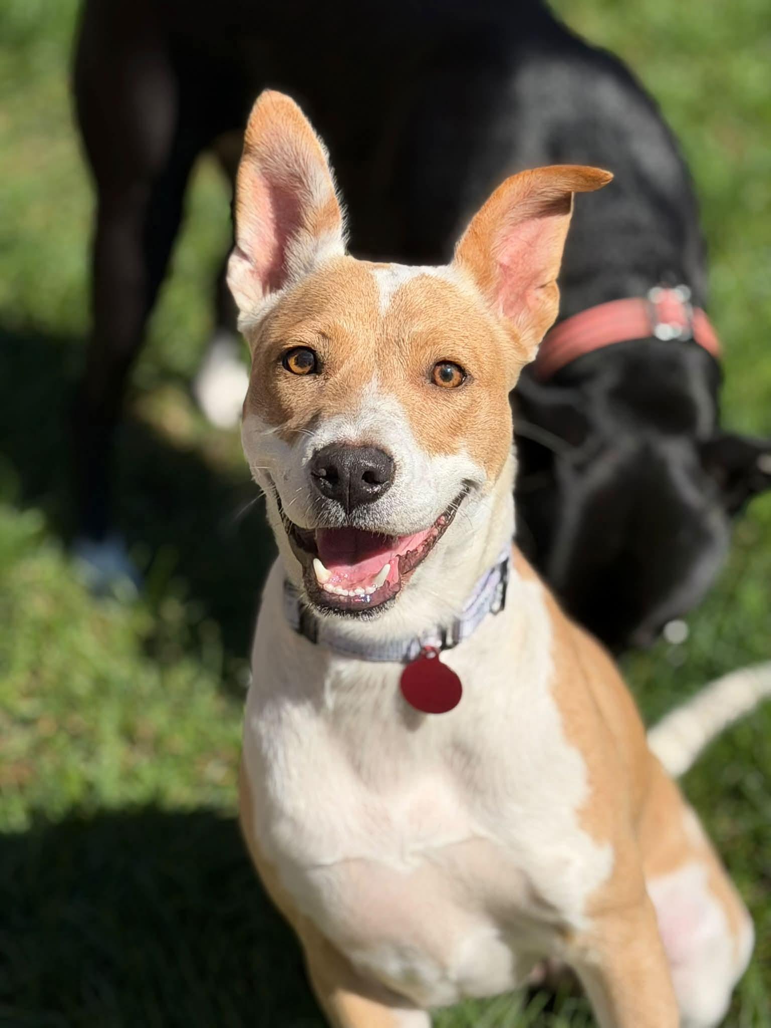 Enlarge BUTTERCUP 425, a Adoptable mixed breed in Milwaukee, WI image 1/6