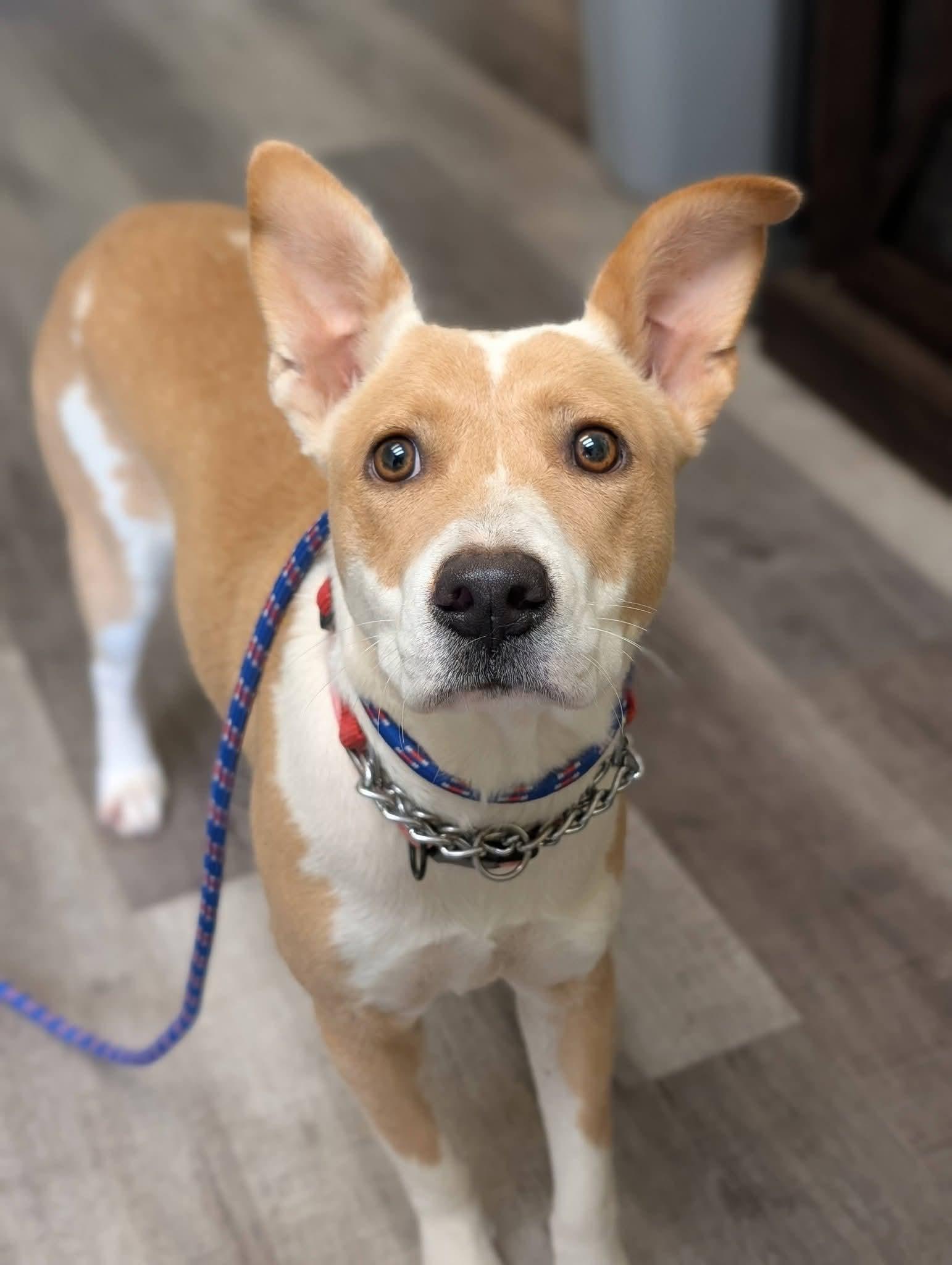 Enlarge BUTTERCUP 425, a Adoptable mixed breed in Milwaukee, WI image 5/6