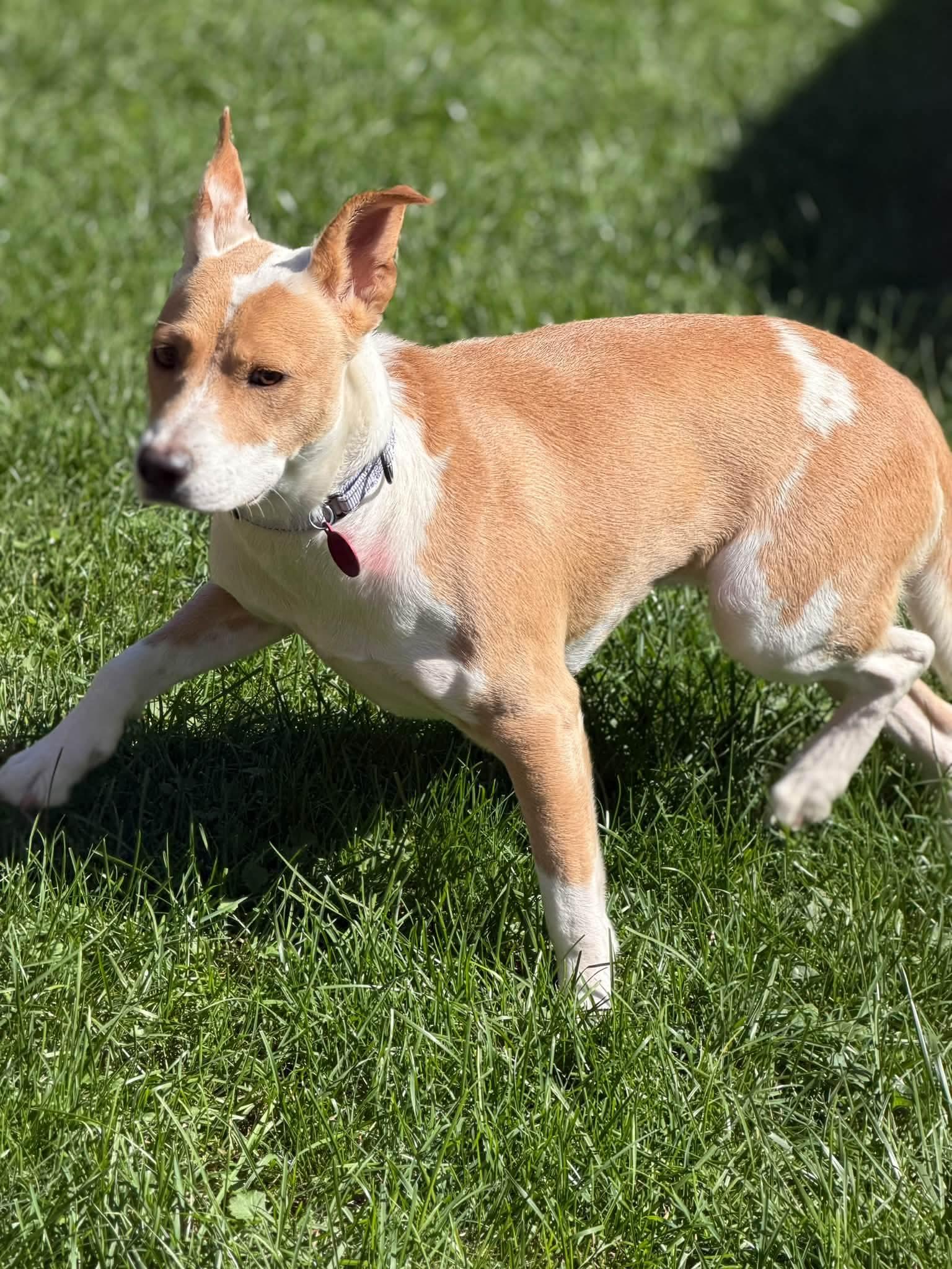 Enlarge BUTTERCUP 425, a Adoptable mixed breed in Milwaukee, WI image 6/6