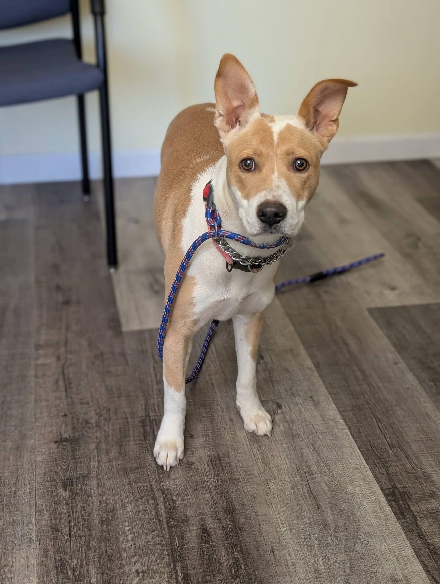 Enlarge BUTTERCUP 425, a Adoptable mixed breed in Milwaukee, WI image 4/6