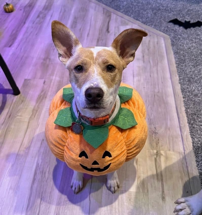 Enlarge BUTTERCUP 425, a Adoptable mixed breed in Milwaukee, WI image 2/6