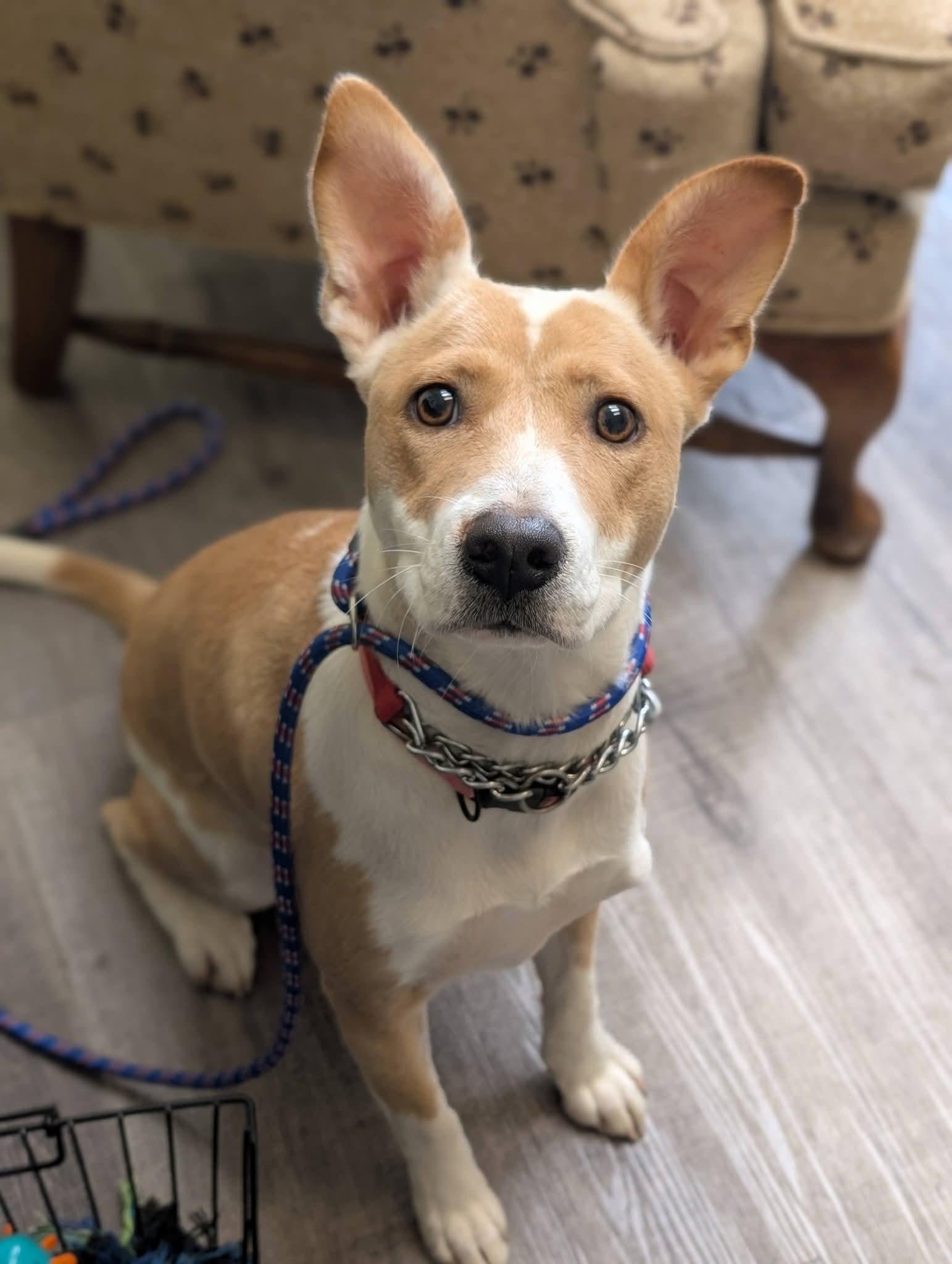 Enlarge BUTTERCUP 425, a Adoptable mixed breed in Milwaukee, WI image 3/6