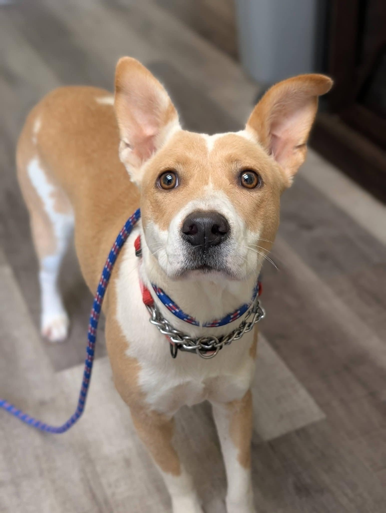 Enlarge BUTTERCUP 425, a Adoptable mixed breed in Milwaukee, WI image 2/6
