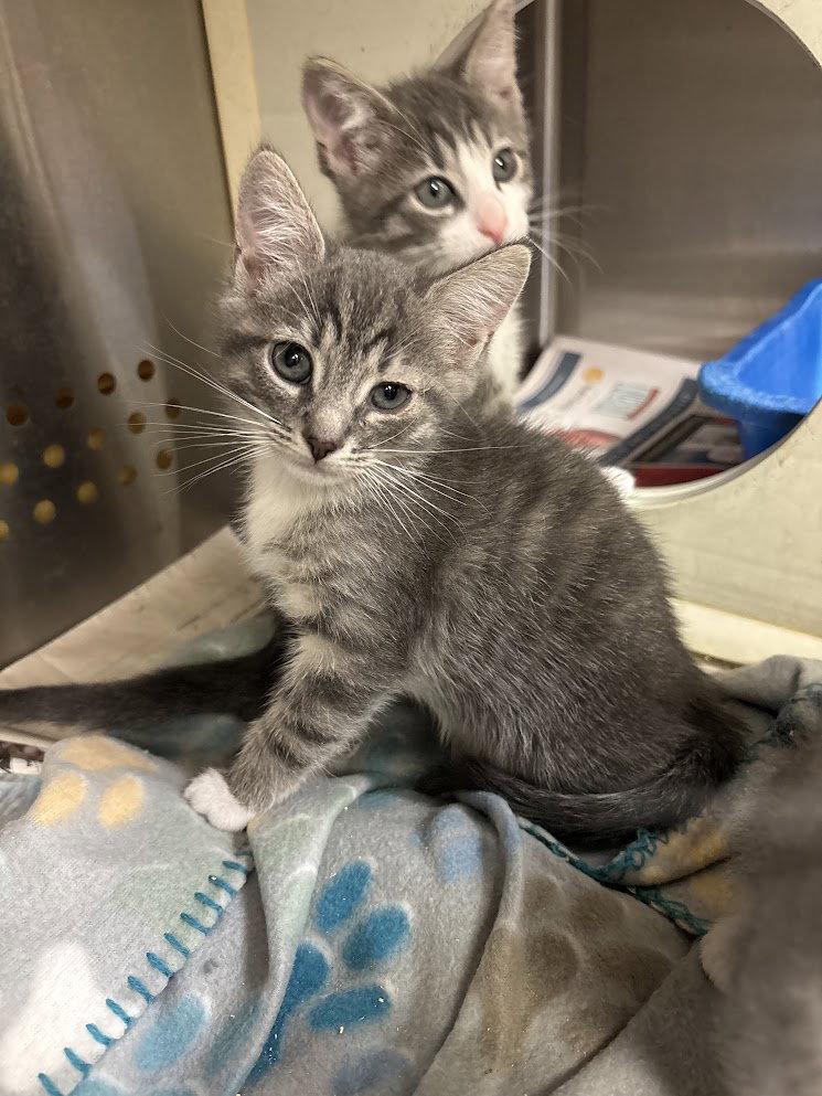 Enlarge EVERETT, a Adoptable Domestic Short Hair in Oakhurst, NJ image 1/2