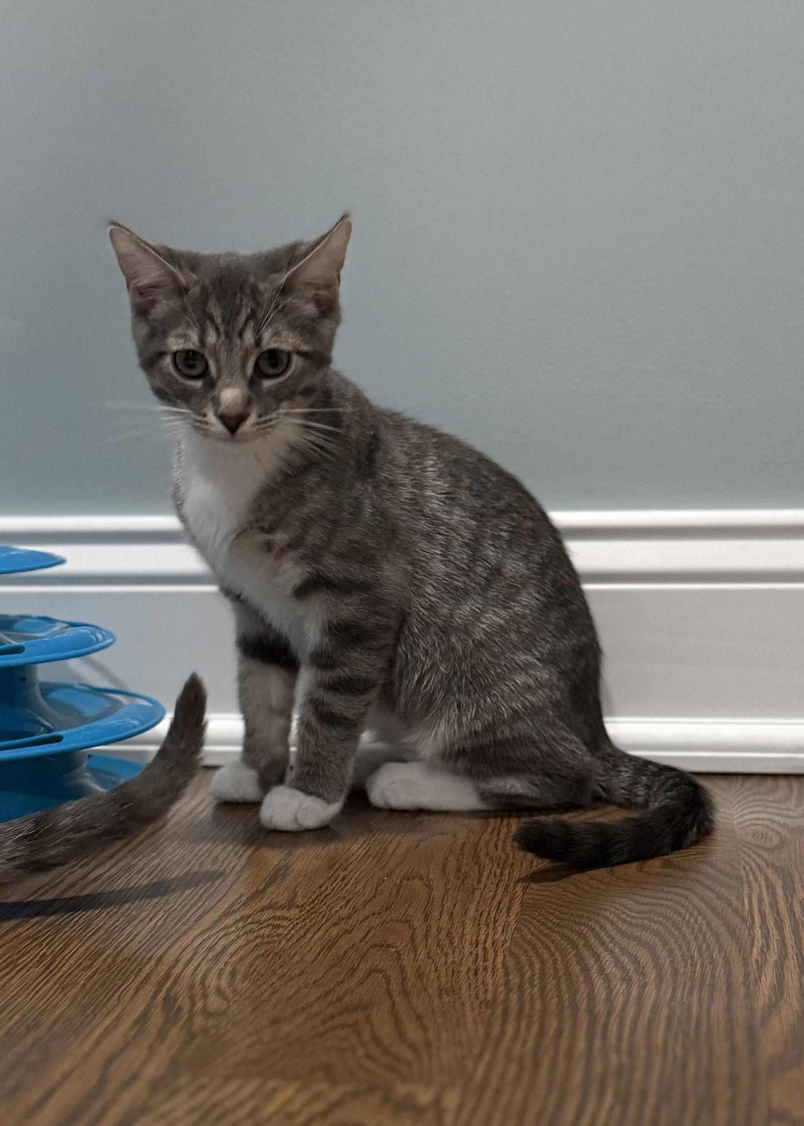 EVERETT, Adoptable, Kitten Male Domestic Short Hair.