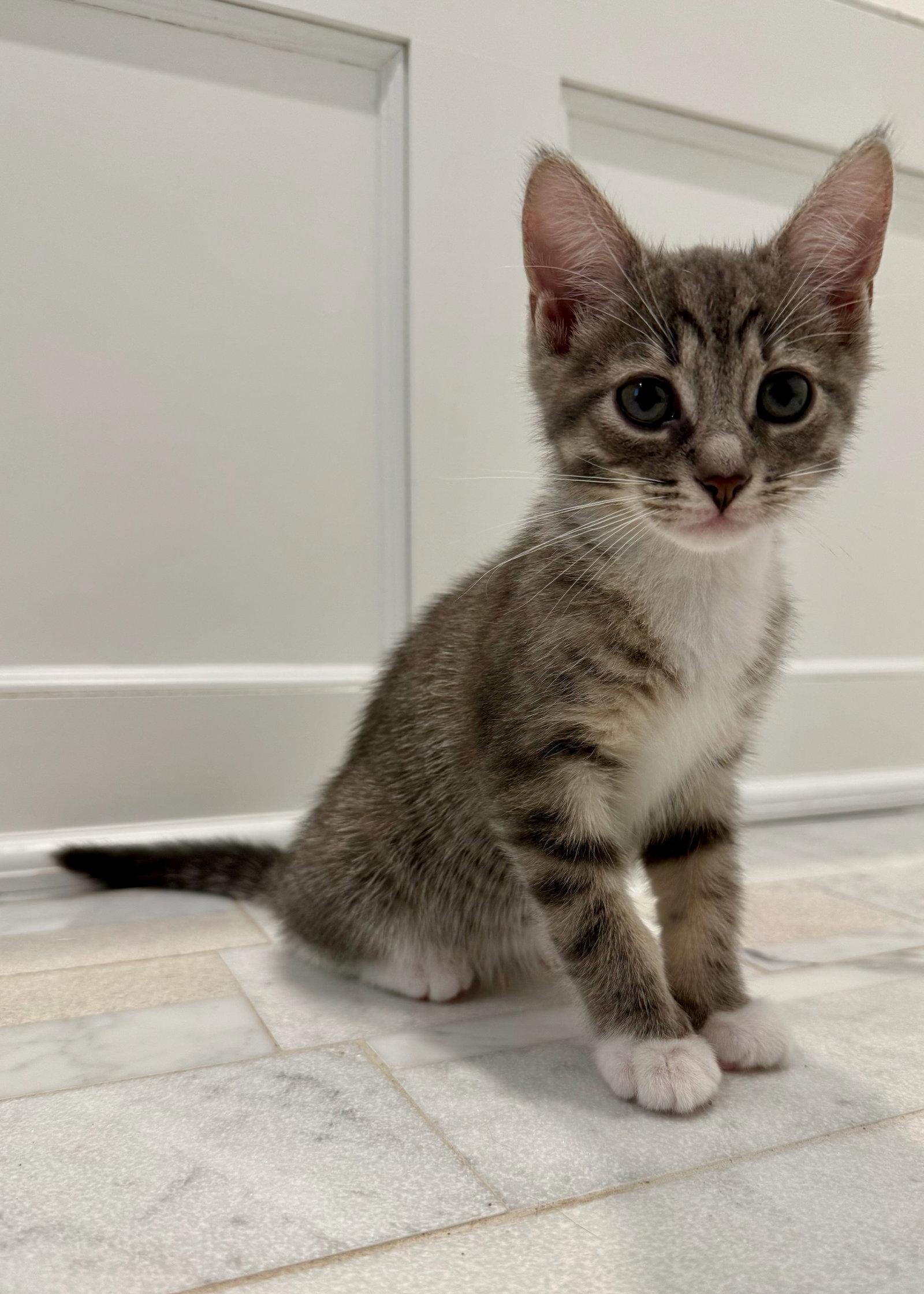 Enlarge EVERETT, a Adoptable Domestic Short Hair in Oakhurst, NJ image 2/2