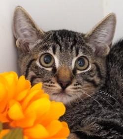 Hitch Hiker, Adoptable, Kitten Male Domestic Short Hair.