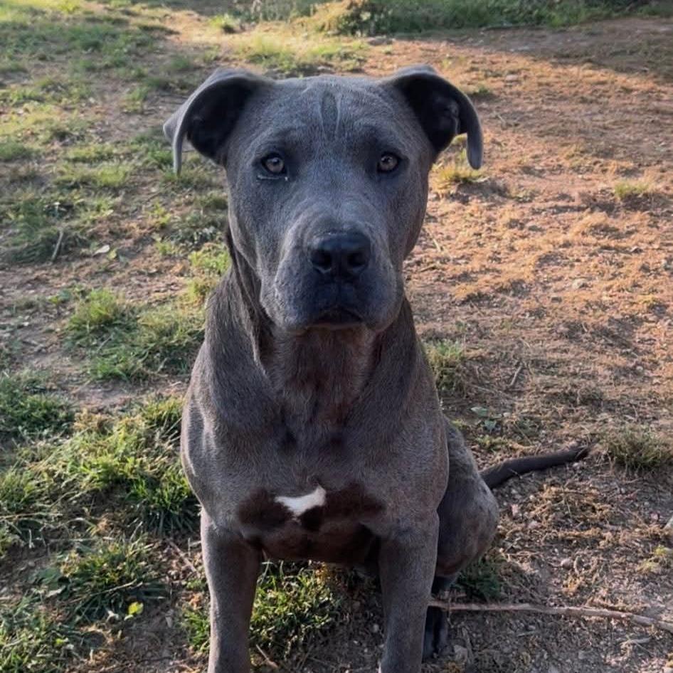 JOURNEY - Great Dane / Catahoula Leopard Dog available for adoption
