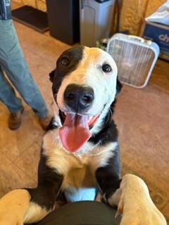 Dusty, Adoptable, Young Male Border Collie & Mixed Breed.