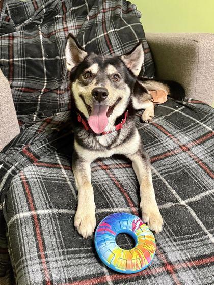 Enlarge Steve Harrington, a Adoptable mixed breed in Chicago, IL image 1/4