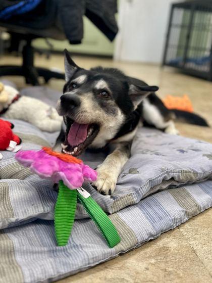 Enlarge Steve Harrington, a Adoptable mixed breed in Chicago, IL image 2/4