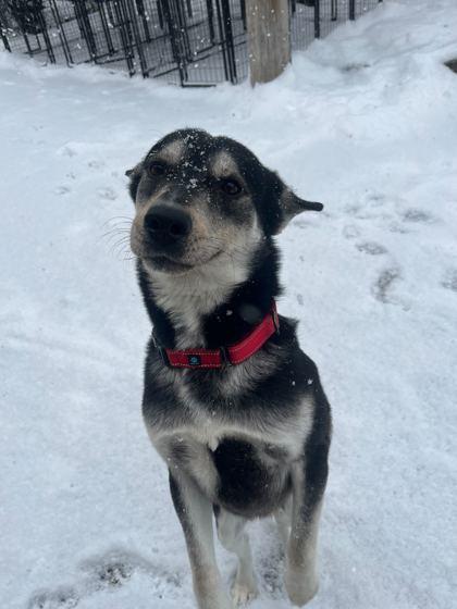 Enlarge Steve Harrington, a Adoptable mixed breed in Chicago, IL image 4/4
