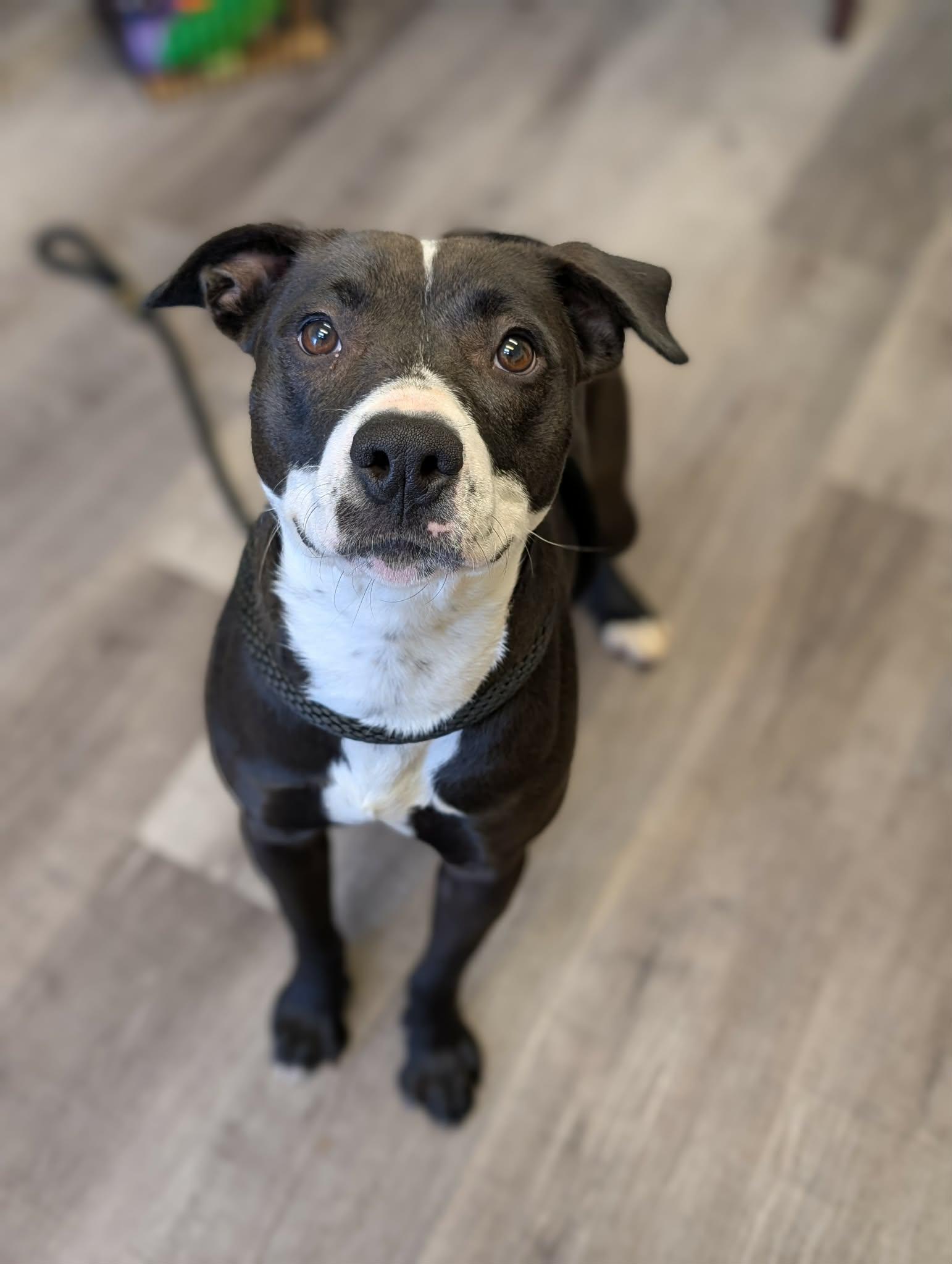 Enlarge PANDA   $425, an adoptable mixed breed in Milwaukee, WI image 6/6