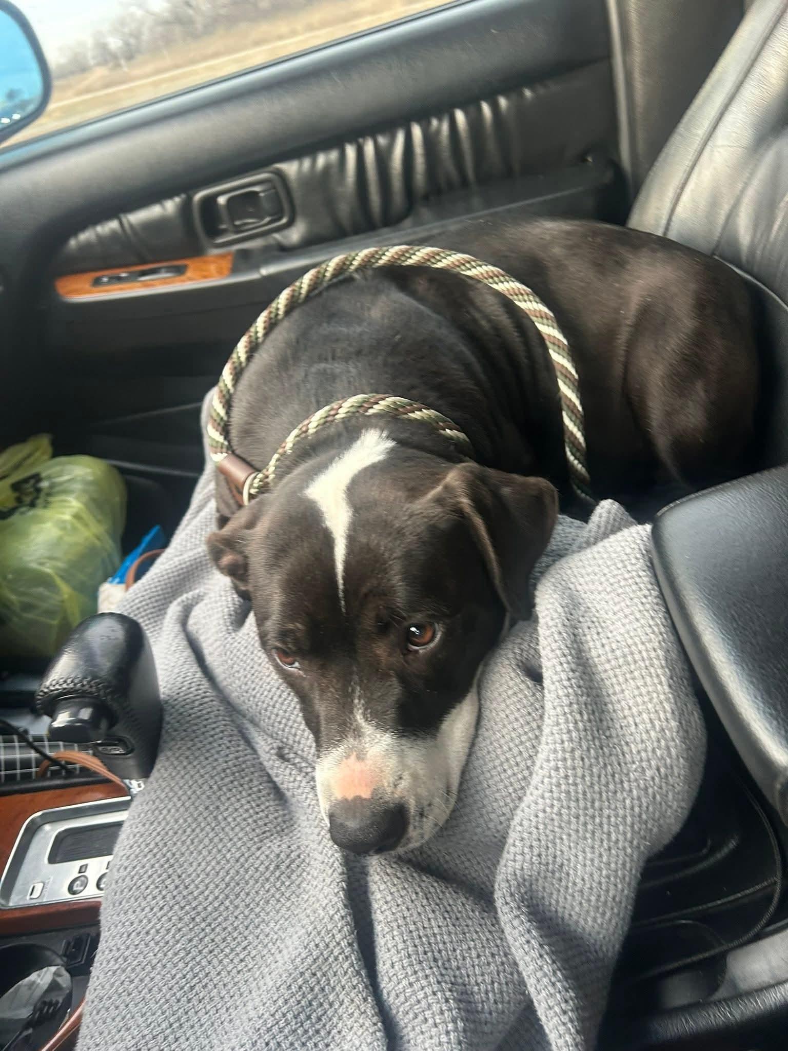 Enlarge PANDA   $425, an adoptable mixed breed in Milwaukee, WI image 3/3