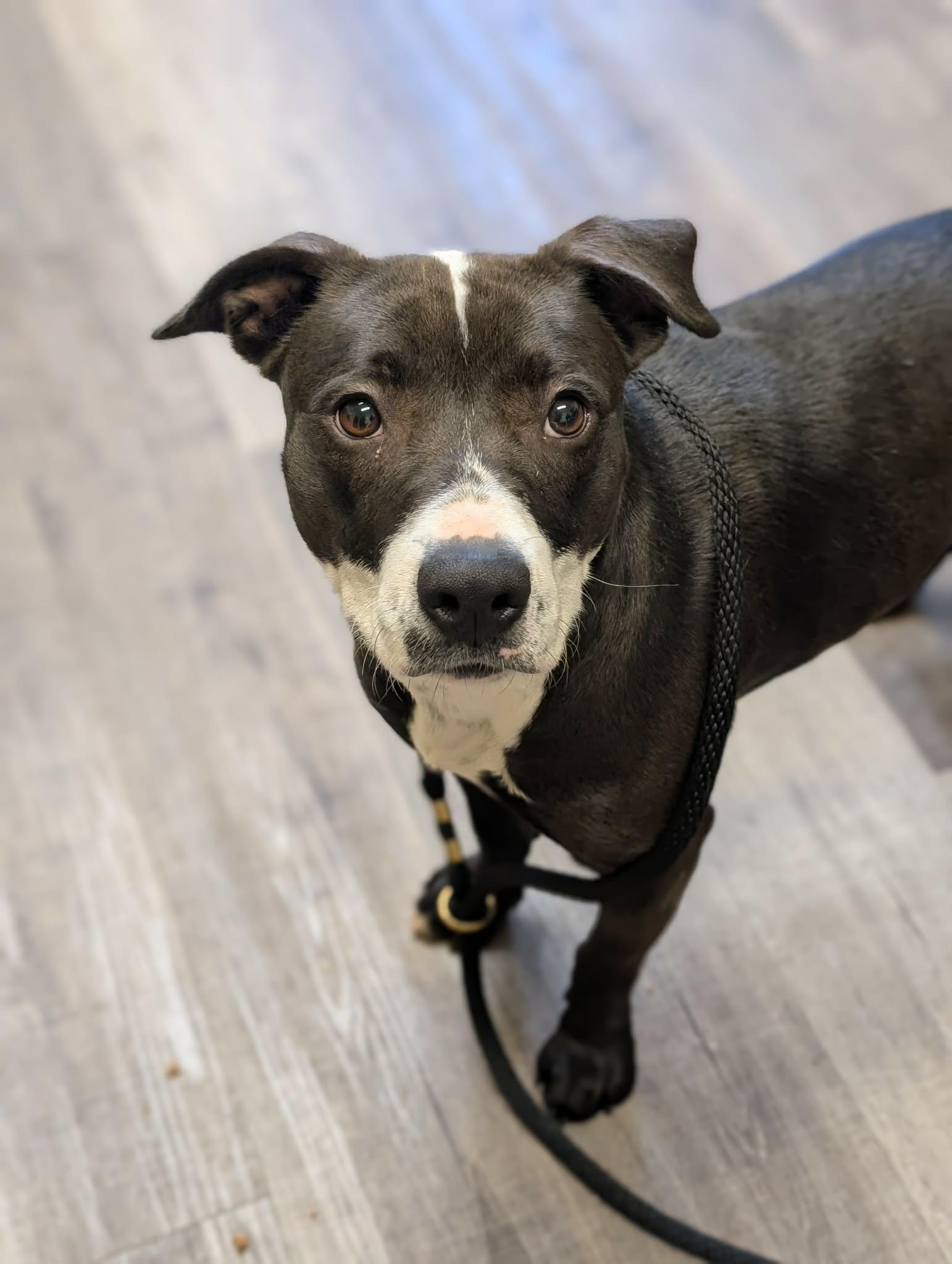 Enlarge PANDA   $425, an adoptable mixed breed in Milwaukee, WI image 1/6