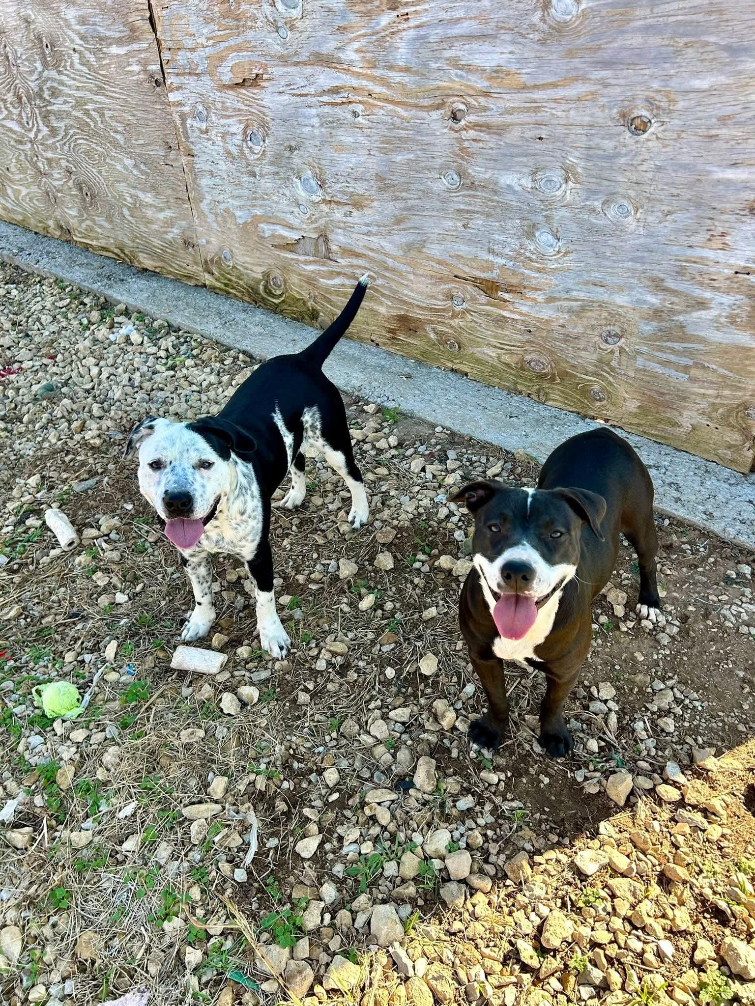 Enlarge PANDA   $425, an adoptable mixed breed in Milwaukee, WI image 2/3