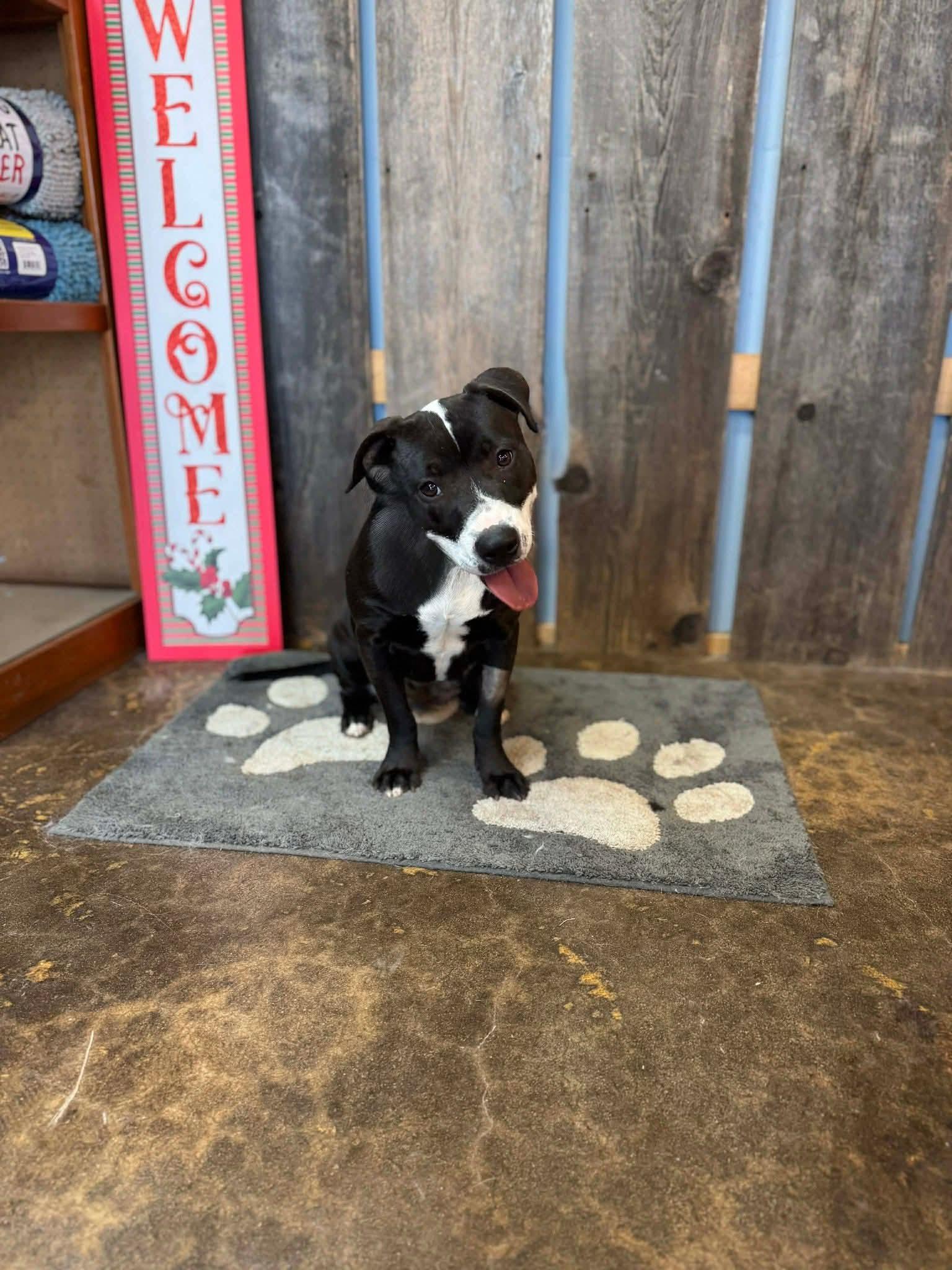 PANDA   $425, adoptable, Adult Female Mixed Breed.