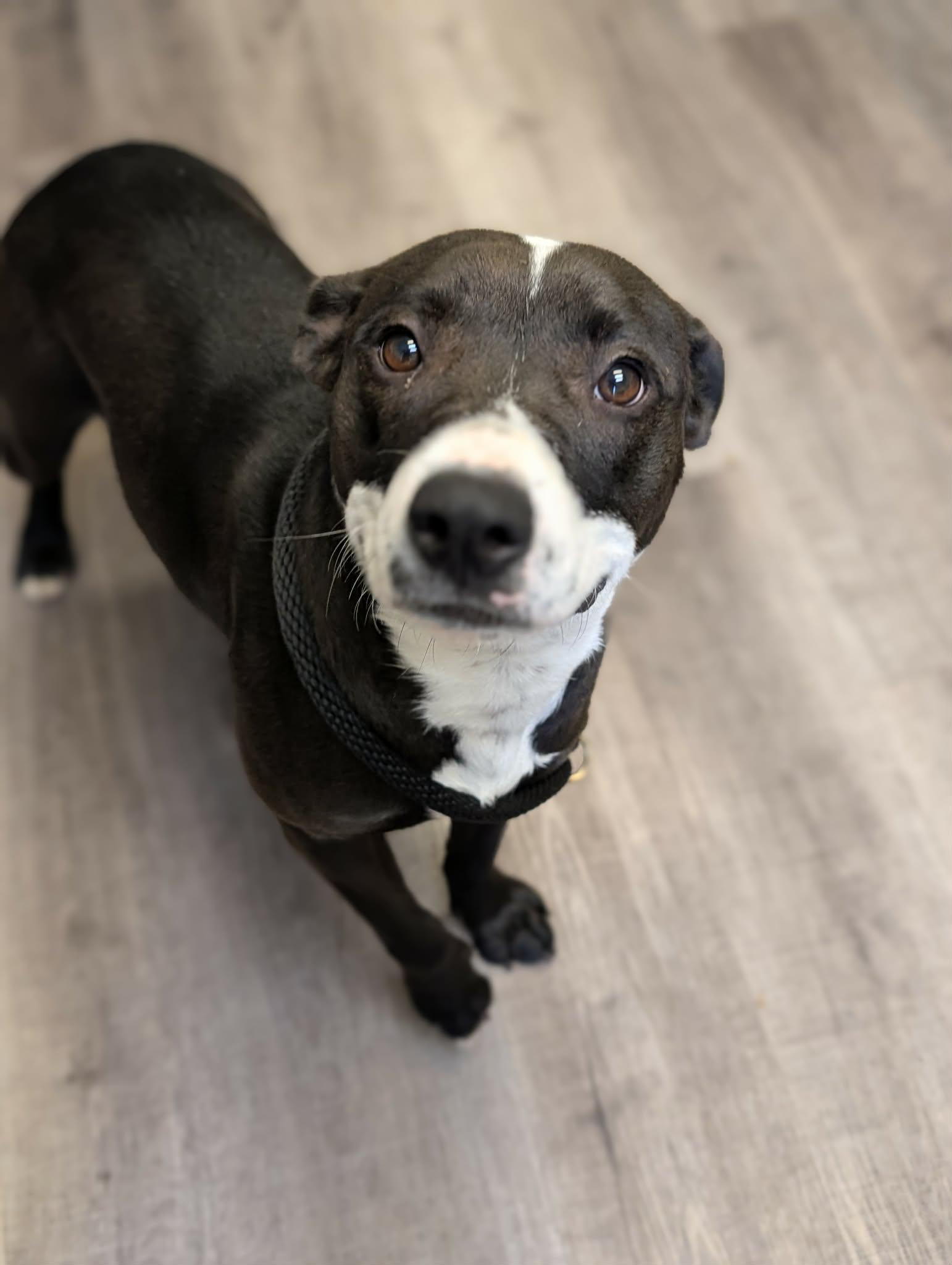 Enlarge PANDA   $425, an adoptable mixed breed in Milwaukee, WI image 3/6