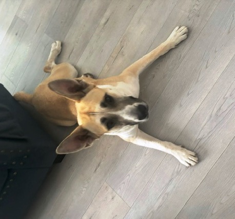 Cali, Adoptable, Young Female German Shepherd Dog.