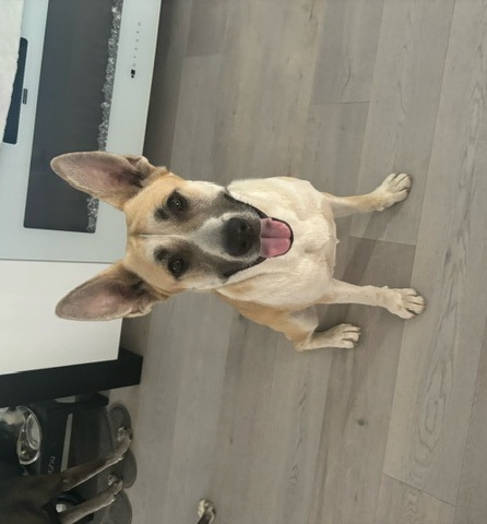 Cali, an adoptable German Shepherd Dog in Pleasant Grove, CA, 95668 | Photo Image 1