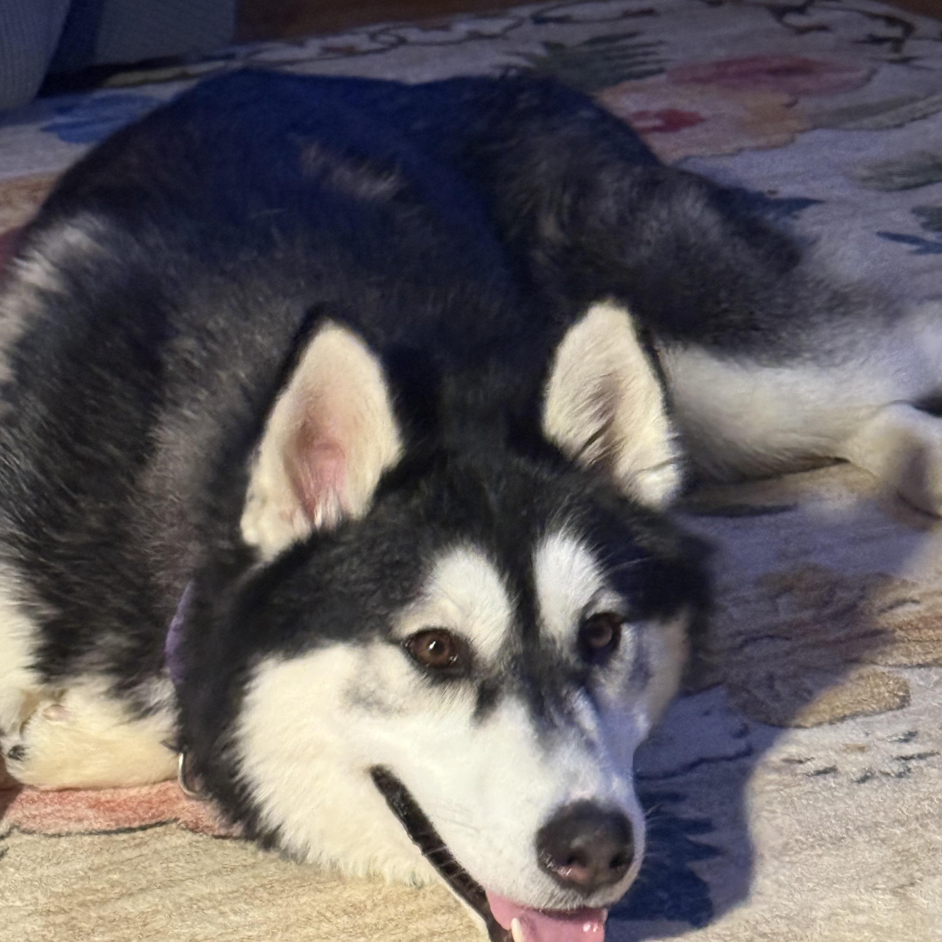 Enlarge Theo, a Adoptable Siberian Husky in Lehigh Valley, PA image 2/4