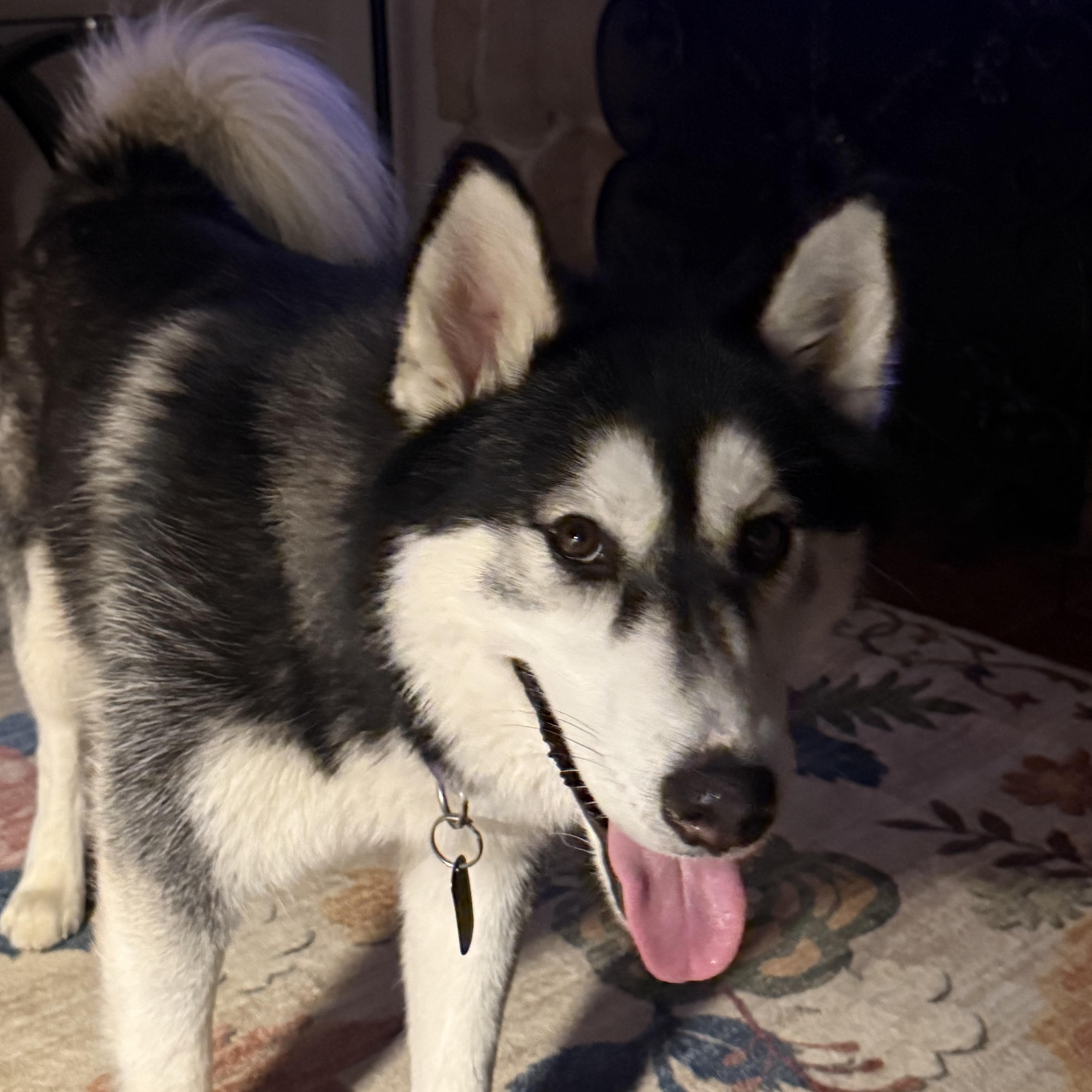 Theo, Adoptable, Adult Male Siberian Husky.