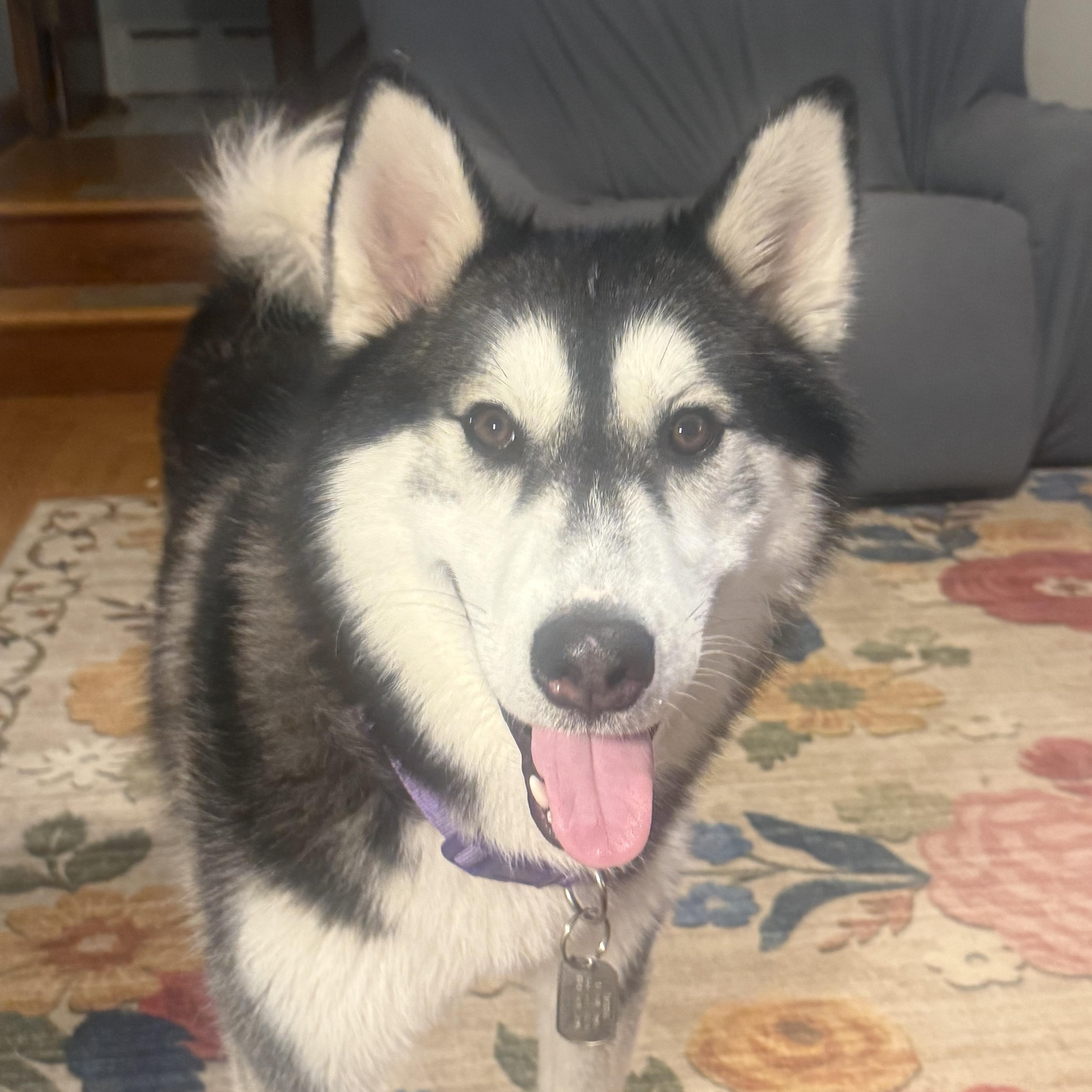 Enlarge Theo, a Adoptable Siberian Husky in Lehigh Valley, PA image 3/4