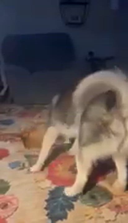 Enlarge Theo, a Adoptable Siberian Husky in Lehigh Valley, PA video 4/4