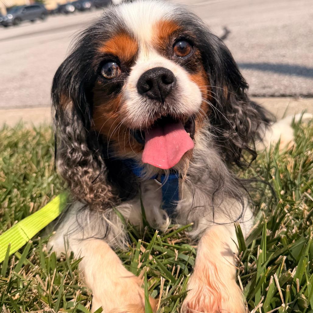 Charlie, Adoptable, Adult Male Cavalier King Charles Spaniel.