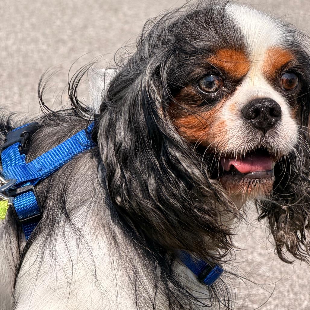 Enlarge Charlie, a Adoptable Cavalier King Charles Spaniel in Lee's Summit, MO image 2/2