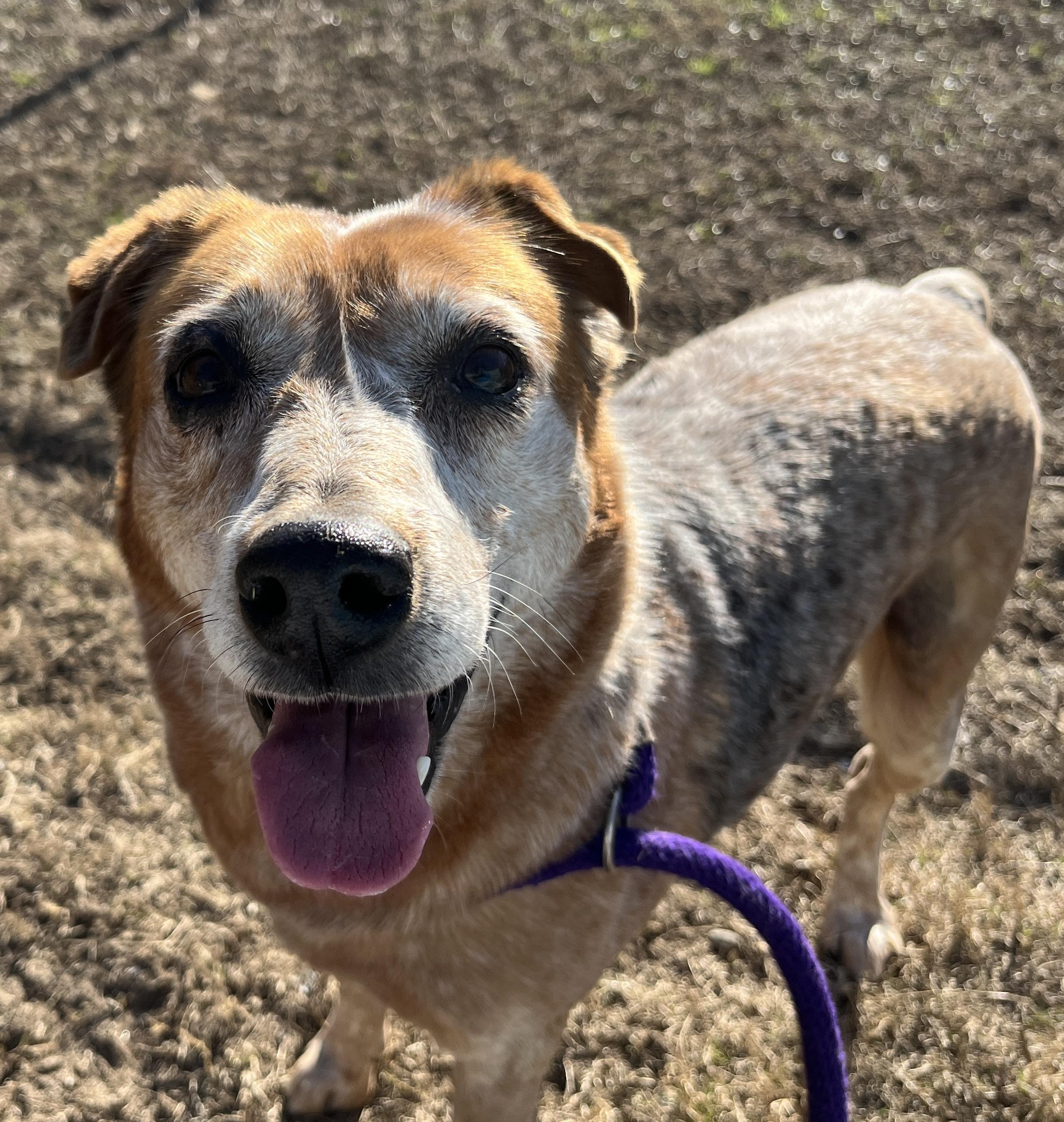 Enlarge HEIDI, a ADOPTABLE Australian Cattle Dog / Blue Heeler in Edisto Island, SC image 2/6