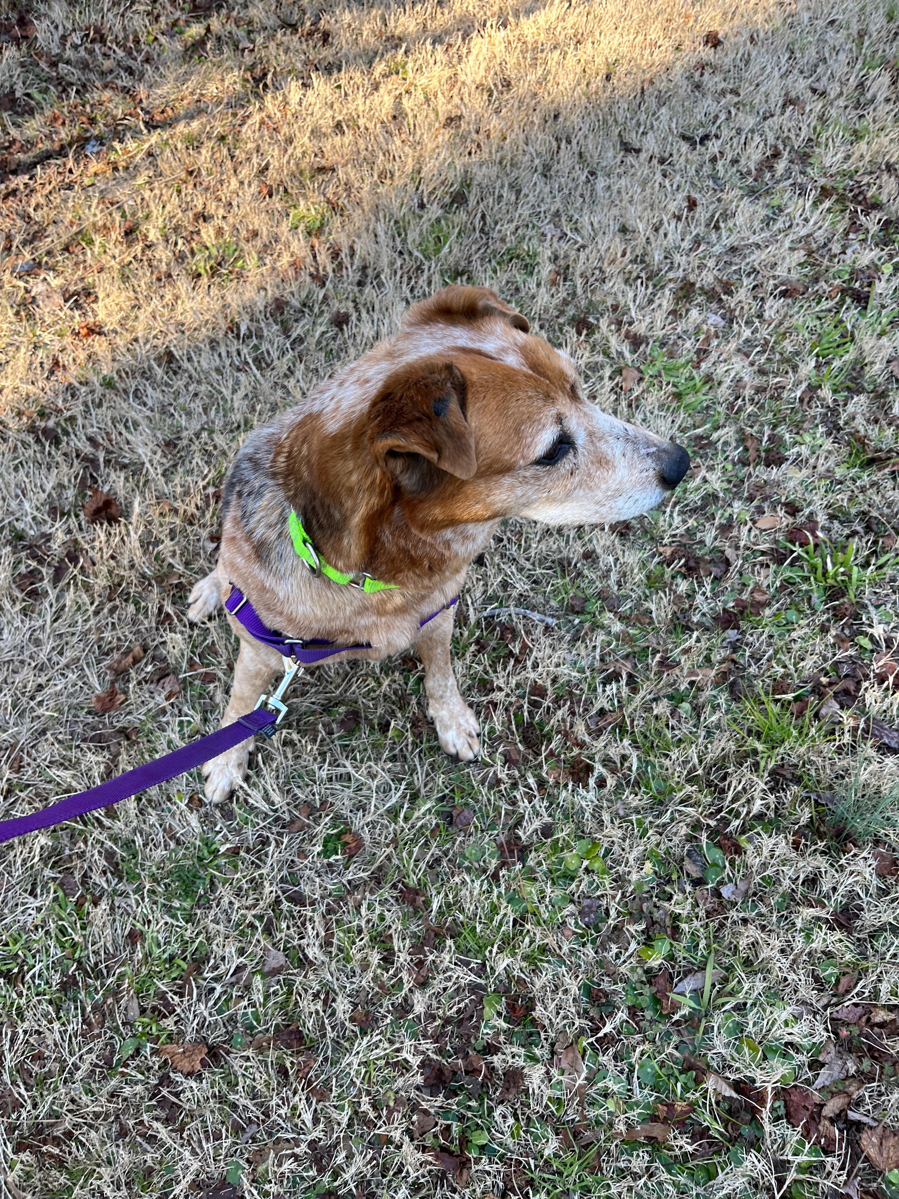 Enlarge HEIDI, a ADOPTABLE Australian Cattle Dog / Blue Heeler in Edisto Island, SC image 5/6