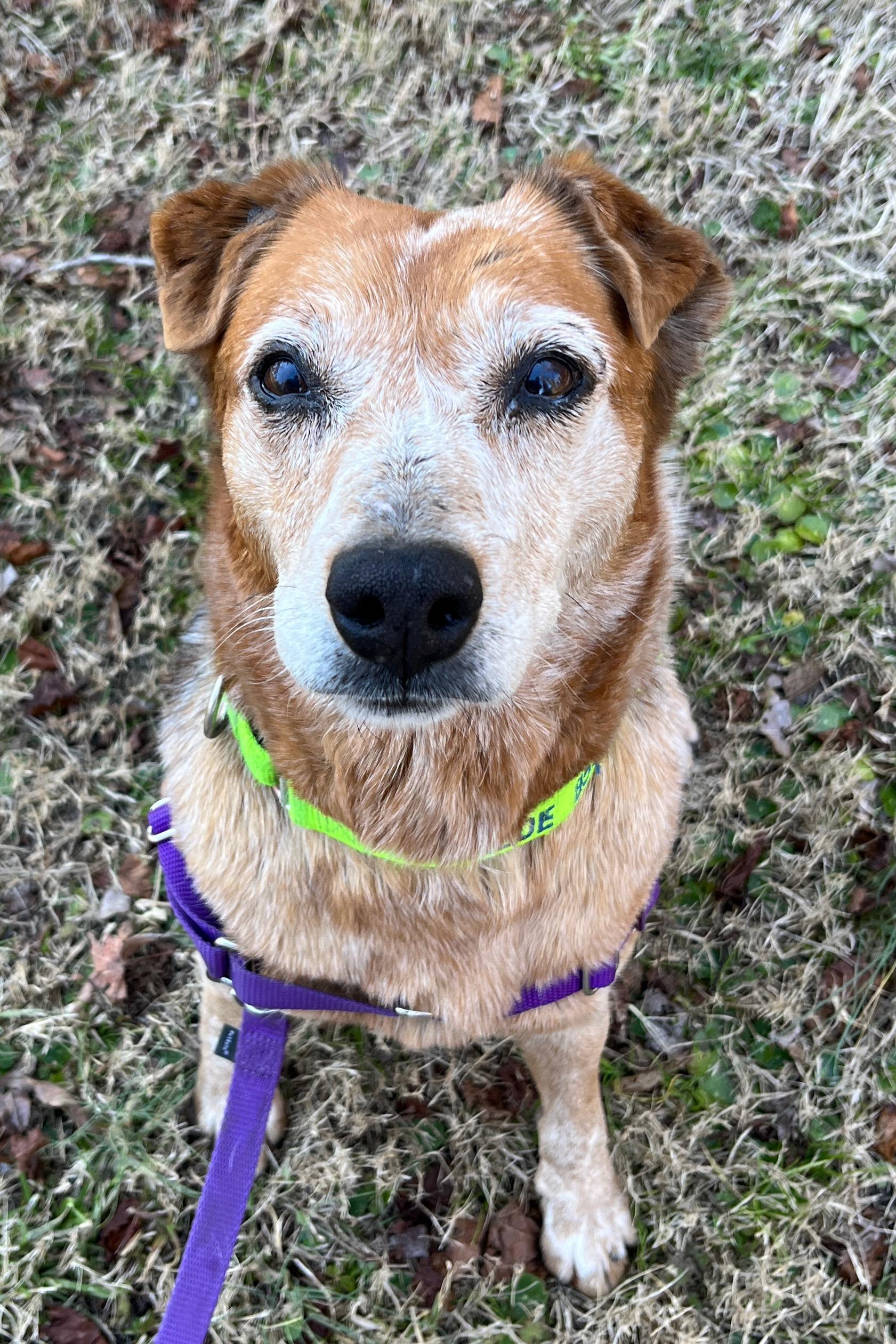 Enlarge HEIDI, a ADOPTABLE Australian Cattle Dog / Blue Heeler in Edisto Island, SC image 4/6