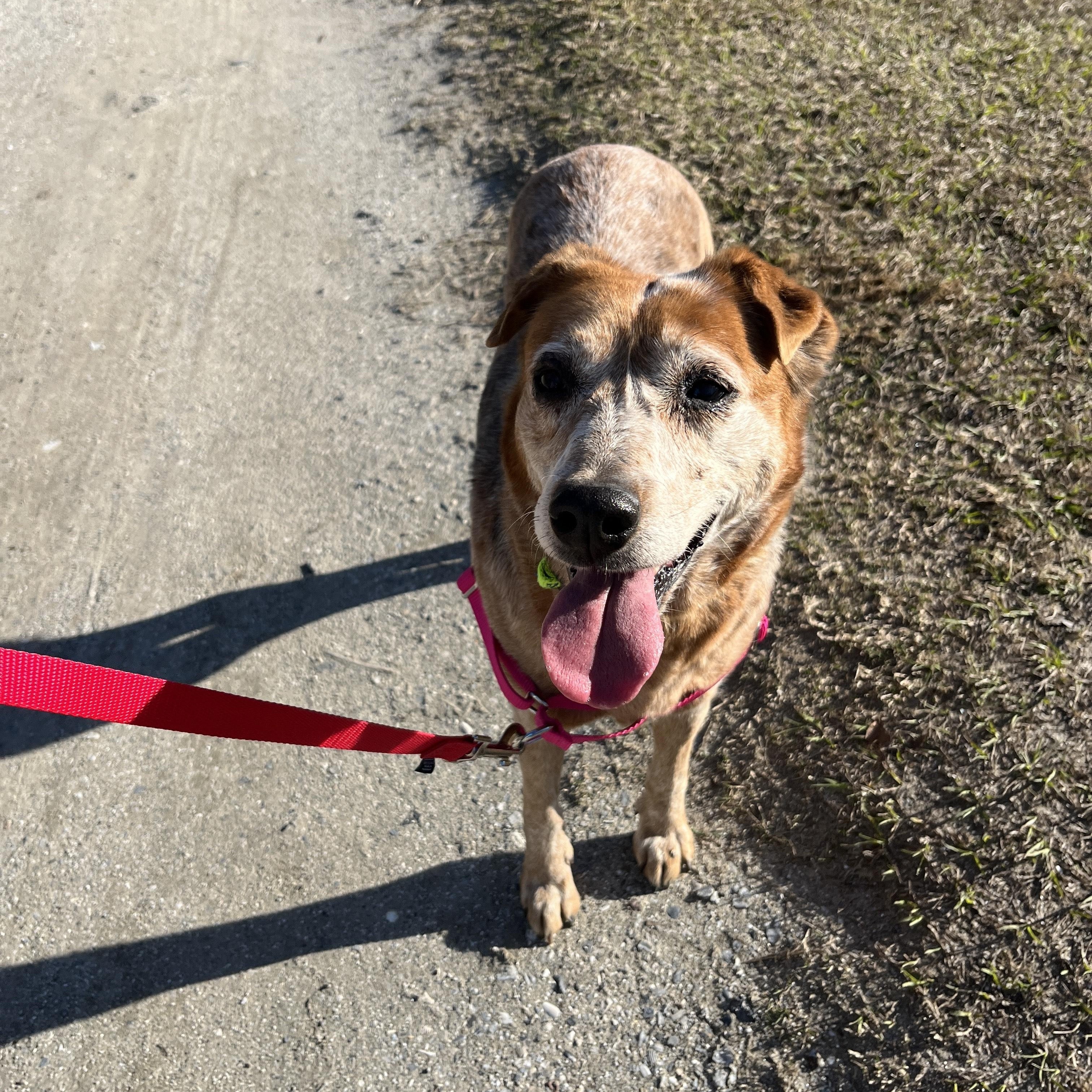 Enlarge HEIDI, a ADOPTABLE Australian Cattle Dog / Blue Heeler in Edisto Island, SC image 3/6