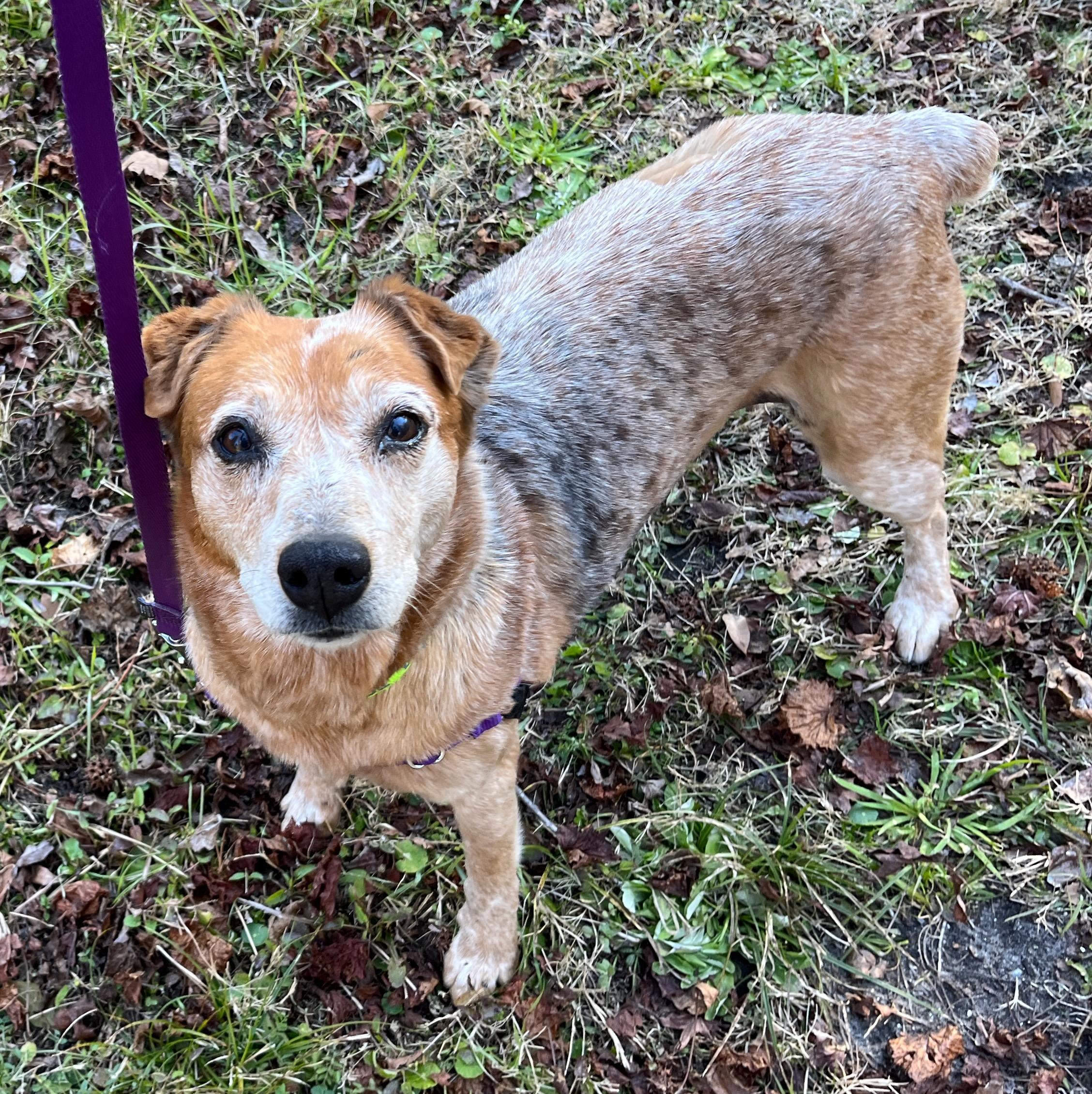 Enlarge HEIDI, a ADOPTABLE Australian Cattle Dog / Blue Heeler in Edisto Island, SC image 1/6