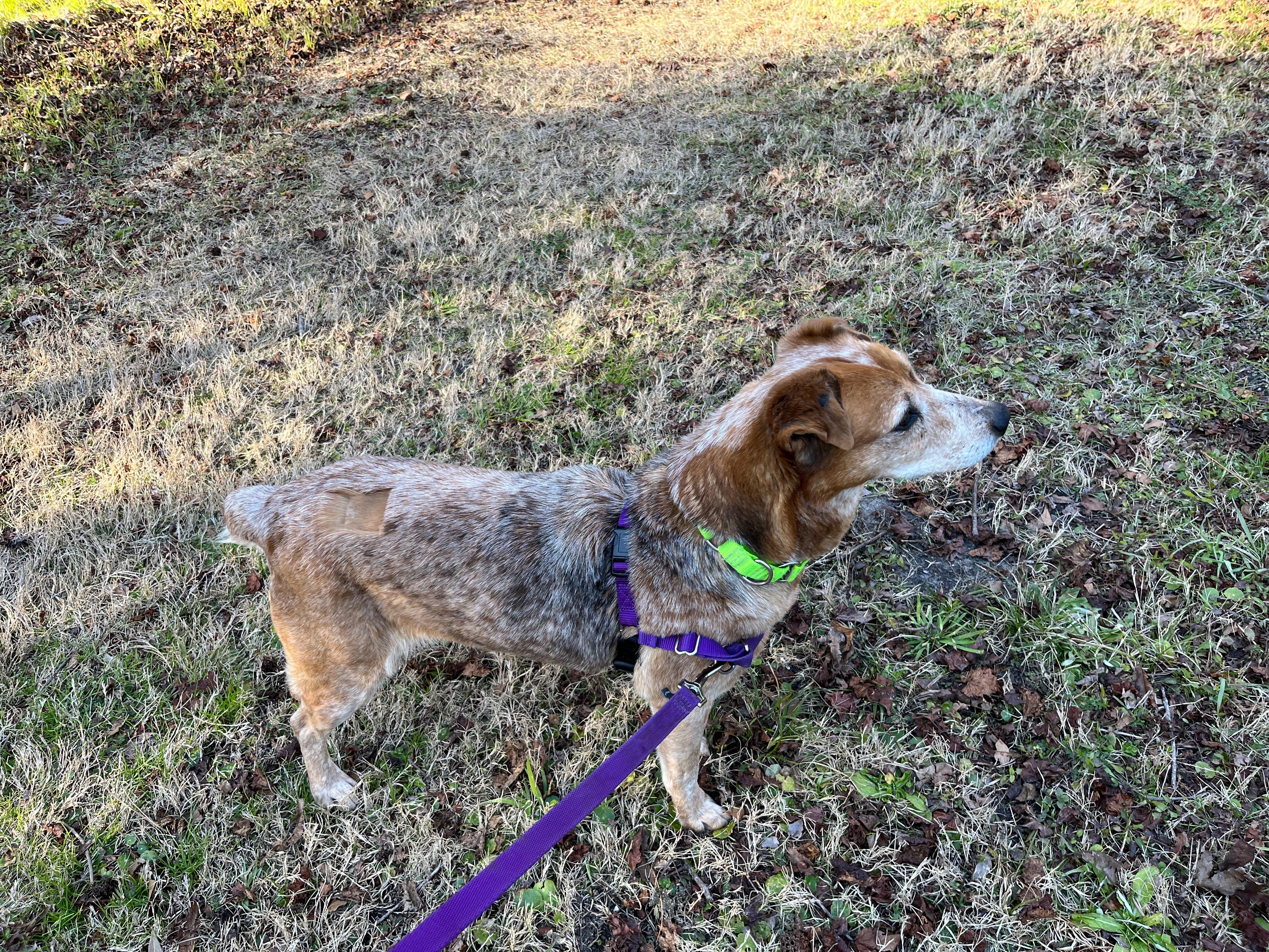 Enlarge HEIDI, a ADOPTABLE Australian Cattle Dog / Blue Heeler in Edisto Island, SC image 6/6