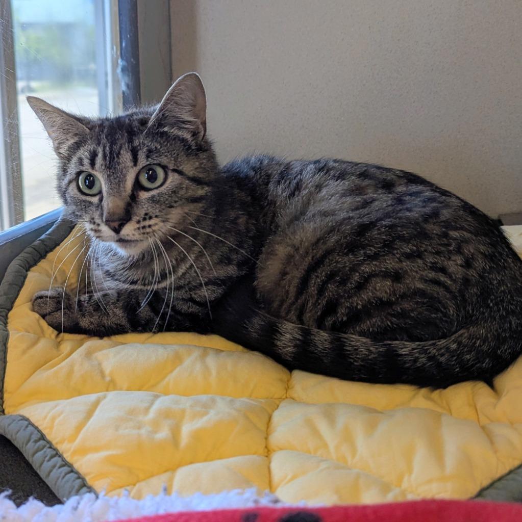 Tabitha, Adoptable, Young Female Domestic Short Hair.