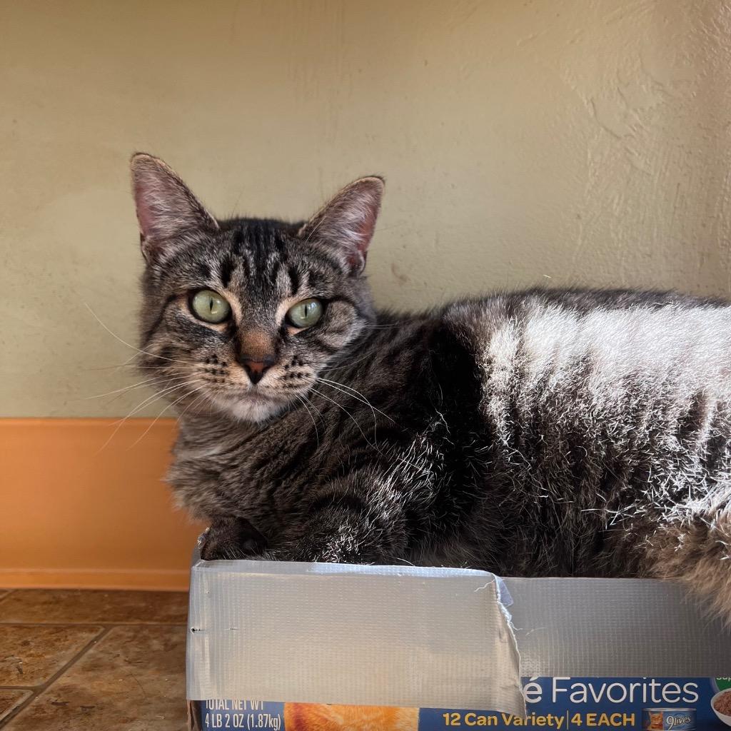Enlarge Tabitha, a Adoptable mixed breed in Aberdeen, WA image 3/3