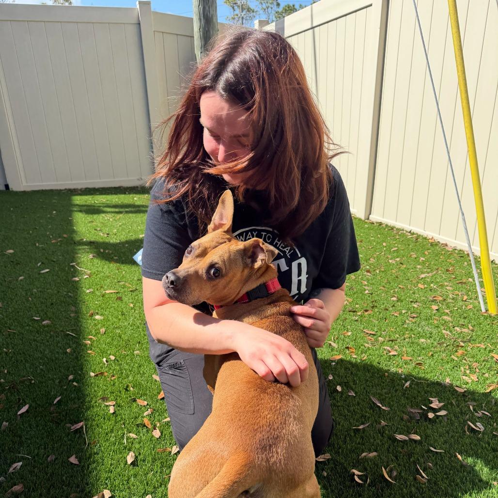 Neptune, Adoptable, Senior Female Terrier.