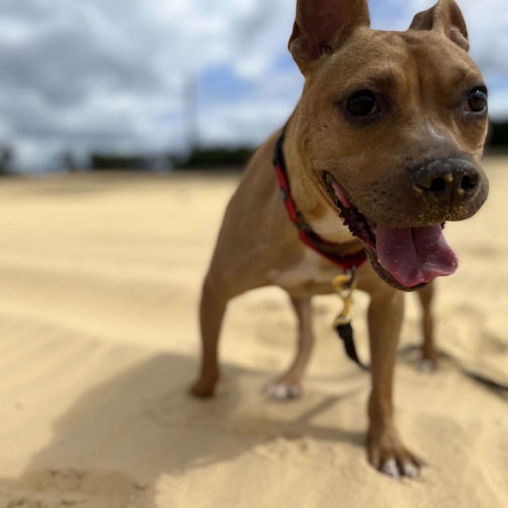 Enlarge Neptune, a Adoptable Terrier in Titusville, FL image 2/6