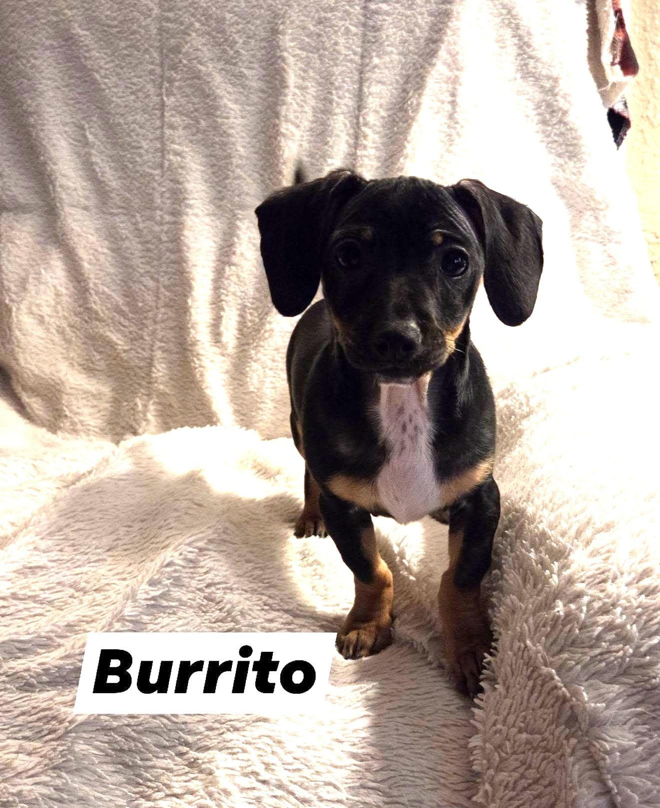 Burrito, ADOPTABLE, Puppy Male Chiweenie & Terrier.