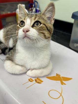 Enlarge Glyph, a Adoptable mixed breed in Erin, ON image 1/1