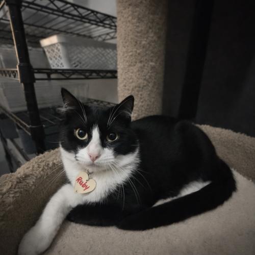 Enlarge Ruby, a Adoptable Domestic Short Hair in Paulina, LA image 1/3