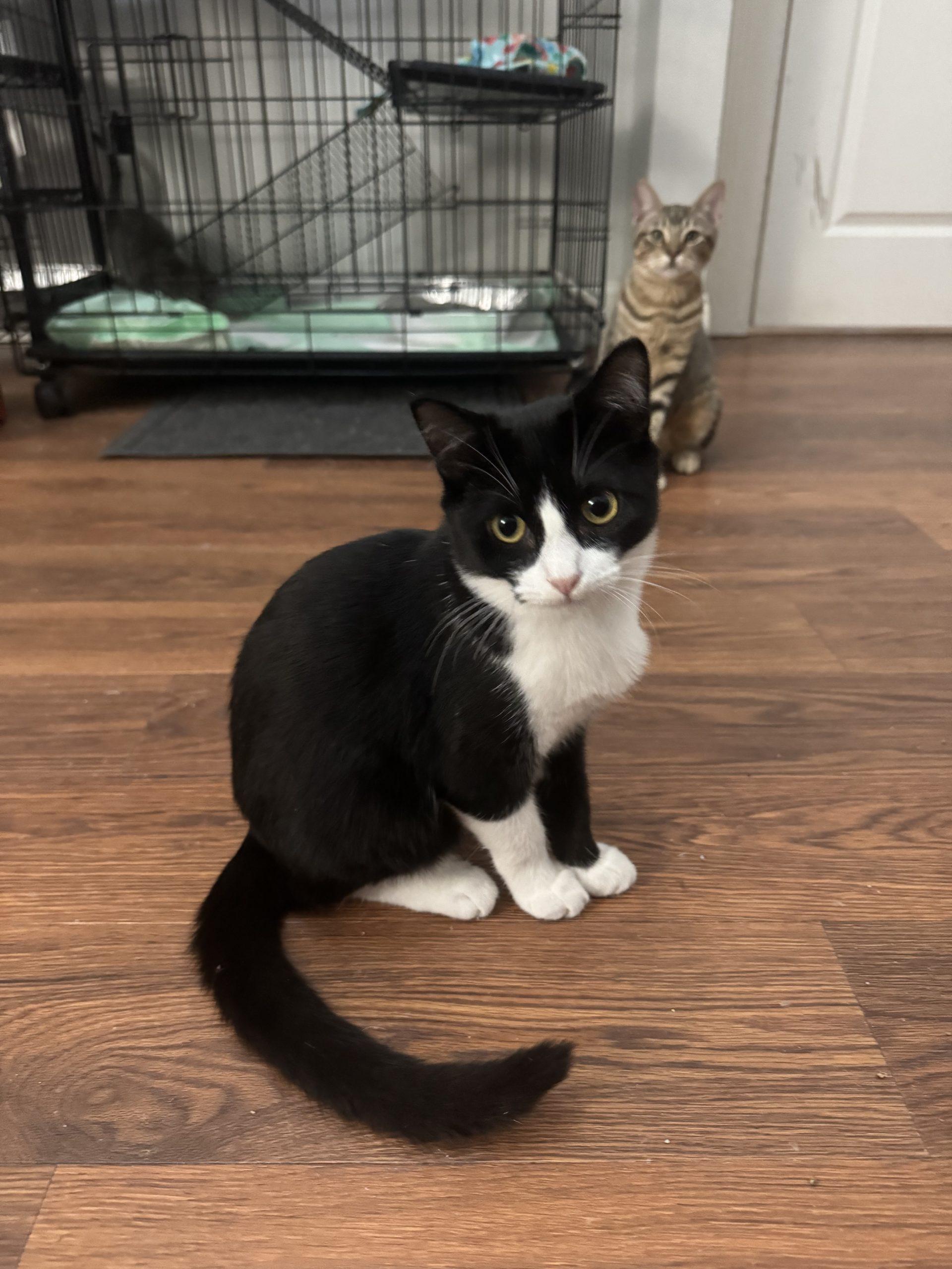 Enlarge Ruby, a Adoptable Domestic Short Hair in Paulina, LA image 3/3
