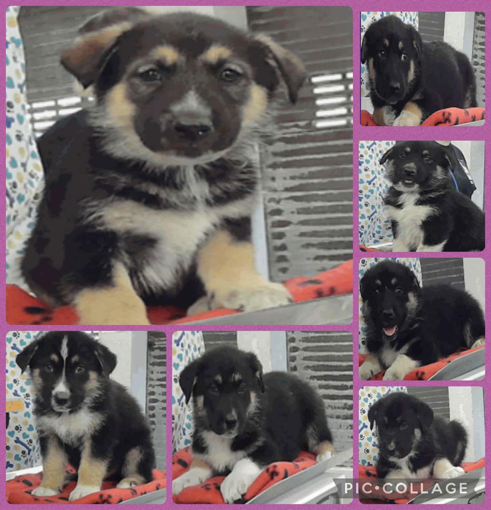 Enlarge Starnger Things Joyce, a Adoptable German Shepherd Dog in Lakewood, CO image 1/1